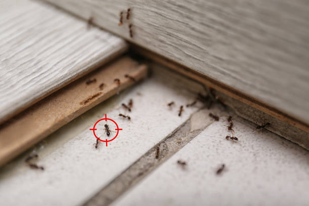 Best Local Pest Control Services  in Burnham, IL